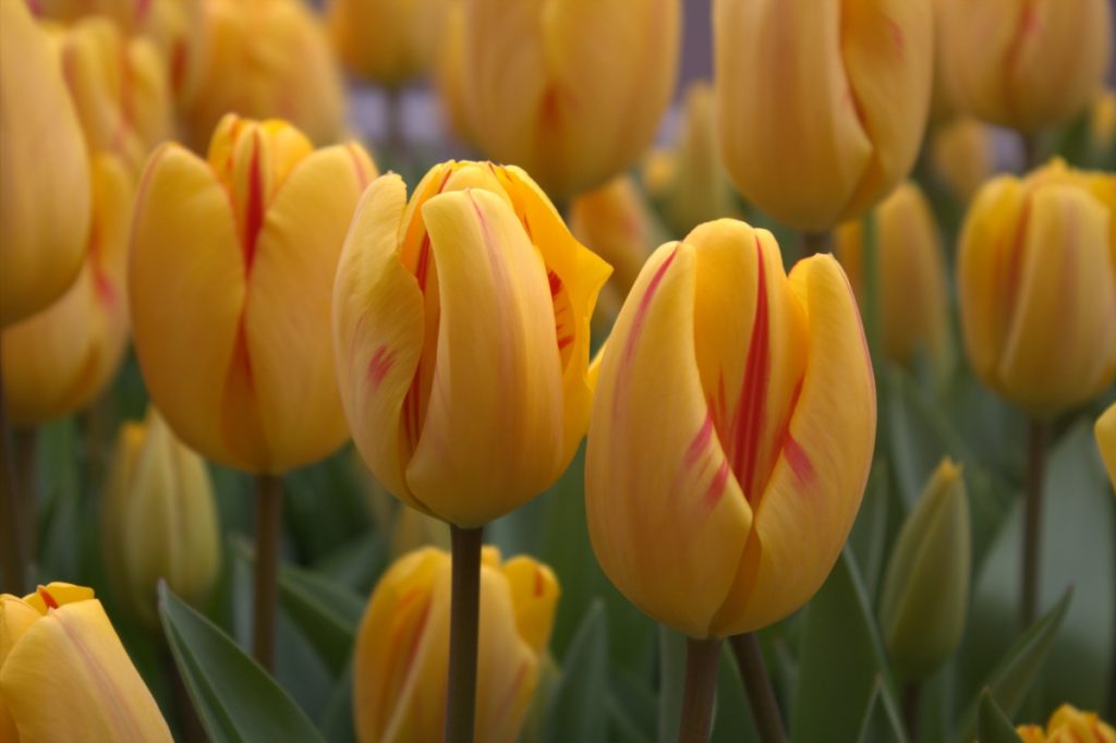 Cosa vedere ad Amsterdam: parco dei tulipani