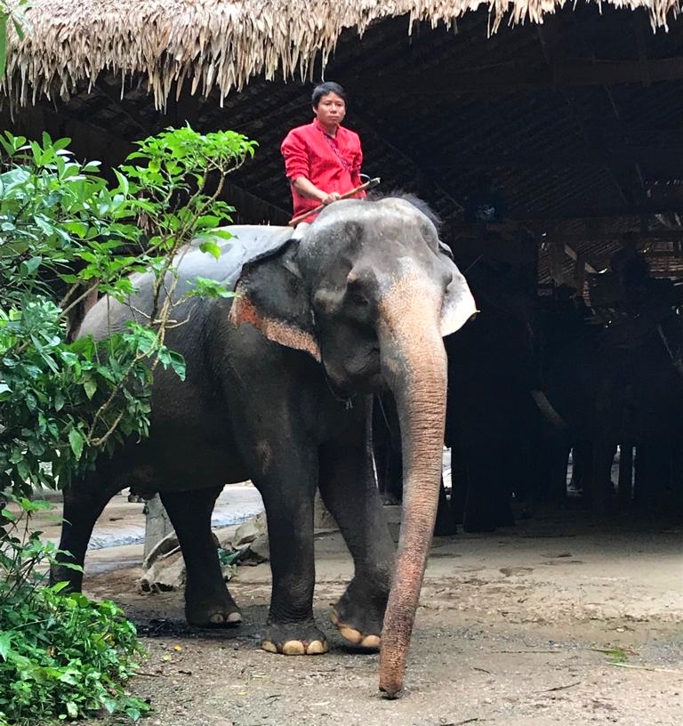 Thailandia: trekking con l'elefante